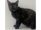Adopt Okra a Domestic Short Hair
