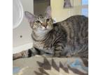 Adopt Beans a Domestic Short Hair