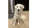 Adopt Sadie HTX a Great Pyrenees
