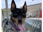 Adopt Dottie a Australian Cattle Dog / Blue Heeler, Mixed Breed