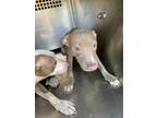 Adopt 56588143 a Pit Bull Terrier, Mixed Breed
