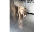 Adopt 56588303 a Pit Bull Terrier, Mixed Breed