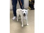 Adopt KONA a Siberian Husky, Mixed Breed