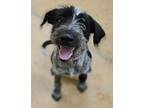 Adopt GiGi a Australian Cattle Dog / Blue Heeler, Terrier