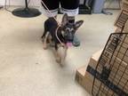Adopt 56589570 a German Shepherd Dog, Mixed Breed