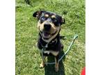 Adopt Jazzy a Rottweiler, Shepherd
