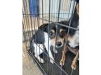 Adopt jackie a Parson Russell Terrier, Mixed Breed