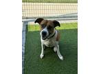 Adopt Ellie a Boxer, Mixed Breed
