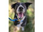 Adopt Leia a Labrador Retriever, Bearded Collie