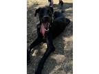 Adopt Cindy Lou a Labrador Retriever, Great Dane