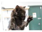 Adopt Sawyer a Domestic Short Hair