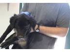 Adopt Fran a Labrador Retriever, Mixed Breed