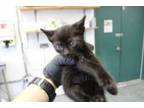 Adopt Glade a Domestic Short Hair