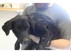 Adopt Pearl a Labrador Retriever, Mixed Breed