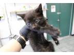 Adopt Claws a Domestic Short Hair