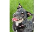 Adopt Coca a Border Collie