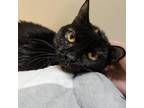 Adopt Wanda a Domestic Short Hair