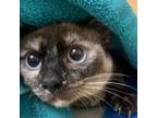 Adopt Smudge a Siamese, Domestic Short Hair