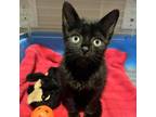 Adopt Pretzel a Domestic Short Hair