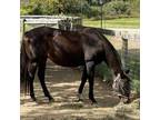 Adopt Brandy a Quarterhorse