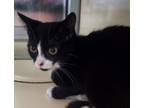 Adopt Figi a Domestic Short Hair