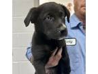 Adopt Jade a Shepherd, Pit Bull Terrier
