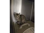 Adopt Lanai a Domestic Short Hair