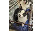 Adopt Splot a Domestic Short Hair