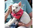 Adopt Grace Gremlingson the Gregarious a Husky, Mixed Breed