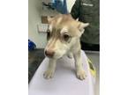 Adopt Ibbie Ickletoes the Intrepid a Husky, Mixed Breed