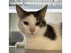 Adopt Juno a Domestic Short Hair