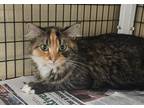 Adopt Genevieve a Domestic Long Hair
