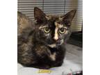Adopt Laney a Domestic Short Hair