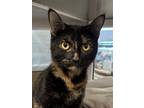 Adopt Vivien Harmon a Domestic Short Hair