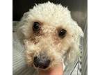Adopt Chanel (C000-506) - Chino Hills Location a Poodle