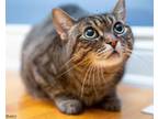 Adopt Mariana a Domestic Short Hair, Tabby