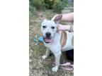 Adopt Samilia a Mixed Breed