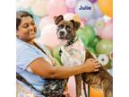 Adopt Julie a Boxer, Mixed Breed