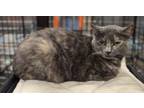 Adopt Layla PO (Petsmart Laurens Rd.) a Domestic Short Hair