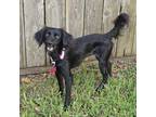 Adopt Chispa a Italian Greyhound, Papillon