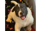 Adopt Ainsley a American Staffordshire Terrier