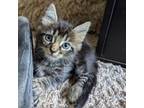 Adopt Baby a Domestic Long Hair