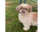 Adopt Cleopatra a Shih Tzu