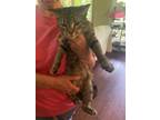 Adopt Tiny a Domestic Short Hair