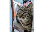 Adopt Lux (Lennox) a Domestic Short Hair