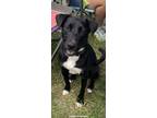 Adopt Tia a Border Collie
