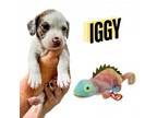 Adopt Iggy a Mixed Breed