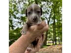 Adopt Magic a Mixed Breed