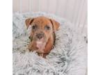 Adopt Patti a Mixed Breed