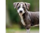 Adopt Mystic a Mixed Breed